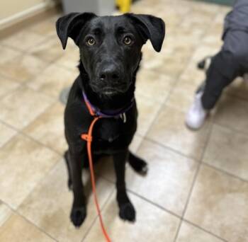 Labrador Retriever Dogs Available for Adoption - Meeka (mcas) | PetCurious