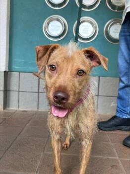 Mo -  Terrier and Mixed Breed Dog for Adoption in Honolulu, Hawaii - Mo | PetCurious