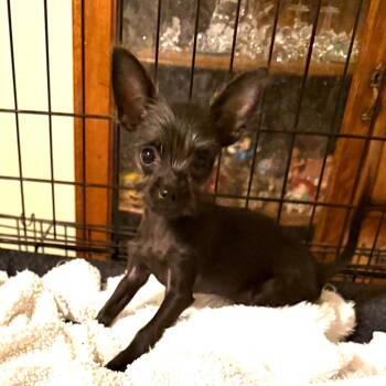 Chihuahua and Mixed Breed Dogs Available for Adoption - Buddy | PetCurious