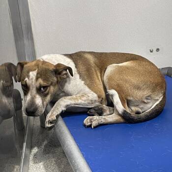 Terrier Dogs Available for Adoption in Tampa, Florida - Taylor | PetCurious