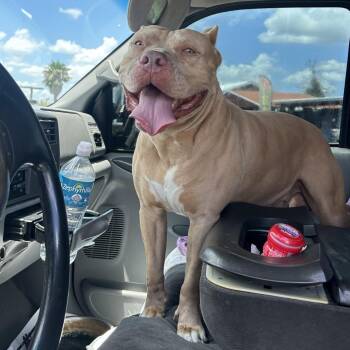 Bohdi -  Staffordshire Bull Terrier Dog for Adoption in Lakeland, Florida - Bohdi | PetCurious