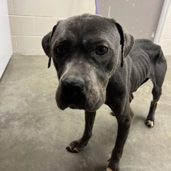 Pit Bull Terrier Dogs Available for Adoption in Manhattan, Kansas - Chloe | PetCurious