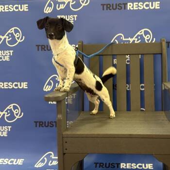 RUBY -  Jack Russell Terrier Dog for Adoption in Waterford, New Jersey - RUBY | PetCurious