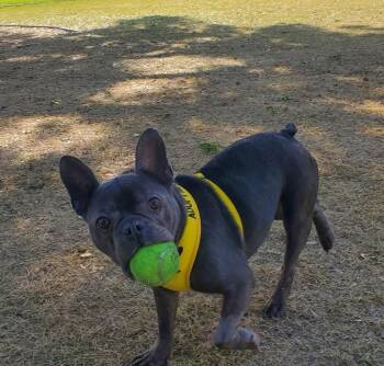 French Bulldog Dogs Available for Adoption - Fettuccine | PetCurious