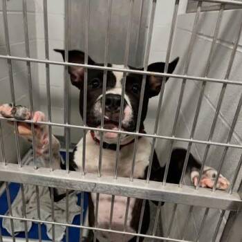 Deacon -  Mixed Breed Dog for Adoption in Jeffersonville, Indiana - Deacon | PetCurious