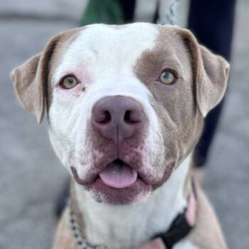 Rescue American Staffordshire Terrier Dogs for Adoption in Lake Forest, California - Fifi - Foster Or Adopt Me! | PetCurious