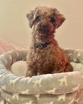 Rescue Miniature Poodle Dogs for Adoption - Leo | PetCurious