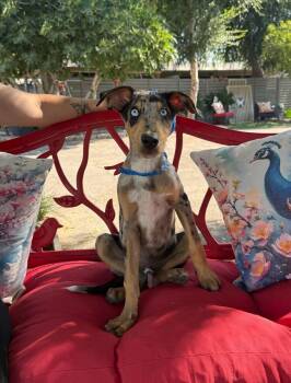 Ringo -  Australian Shepherd and Doberman Pinscher Dog for Adoption in Temecula, California - Ringo | PetCurious