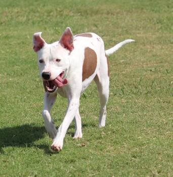 Spirit -  Pit Bull Terrier Dog for Adoption in Temple, Texas - Spirit | PetCurious