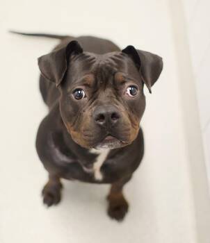 Chameleon -  Bulldog and Pit Bull Terrier Dog for Adoption in Pontiac, Michigan - Chameleon | PetCurious
