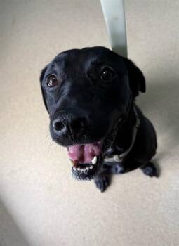 GEO -  Labrador Retriever Dog for Adoption in Newton, North Carolina - GEO | PetCurious