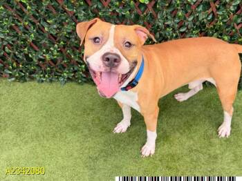 RIVER -  Mixed Breed Dog for Adoption in West Palm Beach, Florida - RIVER | PetCurious