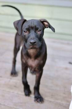 Shadow -  Pit Bull Terrier and American Staffordshire Terrier Dog for Adoption in Duluth, Minnesota - Shadow | PetCurious