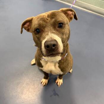 Care Bear -  Pit Bull Terrier Dog for Adoption in Greensboro, North Carolina - Care Bear | PetCurious