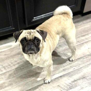Rescue Pug Dogs for Adoption in Alvin, Texas - Gabby | PetCurious