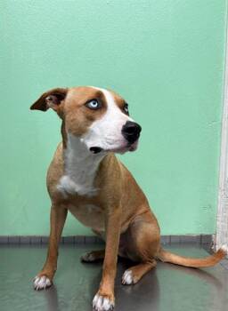 STARR -  Pit Bull Terrier and Siberian Husky Dog for Adoption in Killeen, Texas - STARR | PetCurious