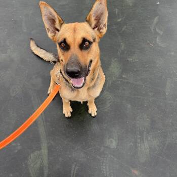 Sadie -  German Shepherd Dog Dog for Adoption in Clarksburg, Missouri - Sadie | PetCurious