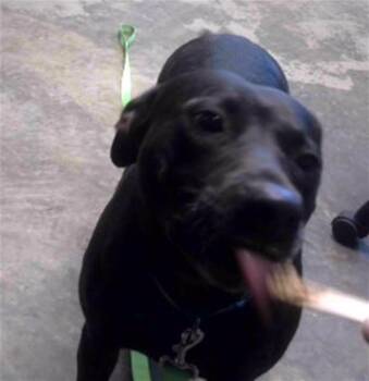 REGAN -  Labrador Retriever and Mixed Breed Dog for Adoption in Tallahassee, Florida - REGAN | PetCurious