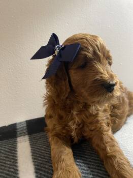 Pumpkin -  Goldendoodle Dog for Adoption in Davidsonville, Maryland - Pumpkin | PetCurious