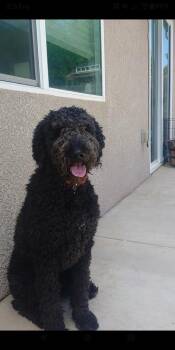Charlie -  Standard Poodle and Aussiedoodle Dog for Adoption in Sonora, California - Charlie | PetCurious