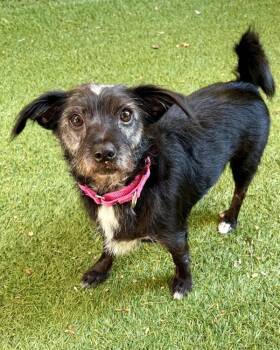 Sid -  Terrier Dog for Adoption in Novato, California - Sid | PetCurious
