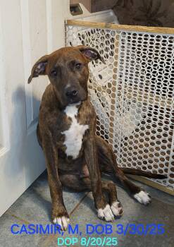 Rescue Terrier Dogs for Adoption in Sarasota, Florida - Casimir | PetCurious