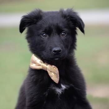 German Shepherd Dog Dogs Available for Adoption in Gretna, Nebraska - Teddy | PetCurious
