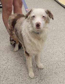 Koba -  Australian Shepherd and Mixed Breed Dog for Adoption in Kansas City, Missouri - Koba | PetCurious