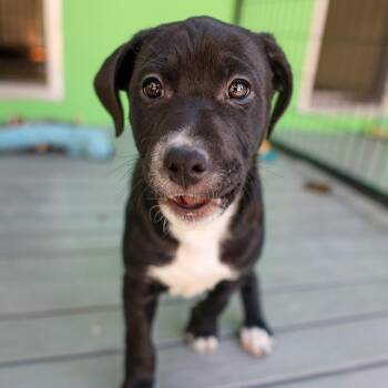 Mixed Breed Dogs Available for Adoption - Butch | PetCurious