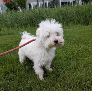 Milou -  Bichon Frise Dog for Adoption in Vaudreuil-dorion, Quebec - Milou | PetCurious