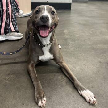 Ralo -  Terrier Dog for Adoption in Tampa, Florida - Ralo | PetCurious