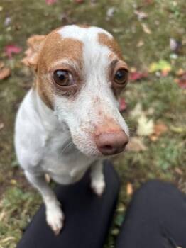 Rescue Chihuahua Dogs for Adoption in Lafayette, Indiana - Spot | PetCurious