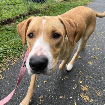 Retriever Dogs Available for Adoption - Turtle | PetCurious