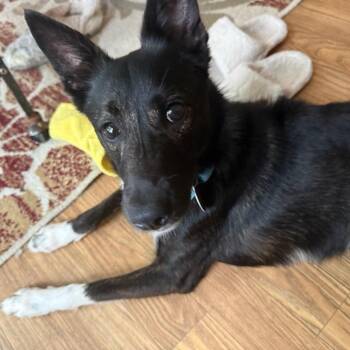 Curry -  Mixed Breed and Border Collie Dog for Adoption in Fredericksburg, Virginia - Curry | PetCurious