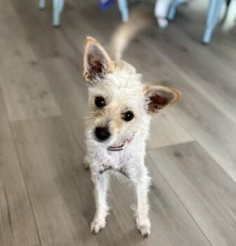 Daisy -  Chihuahua and Terrier Dog for Adoption in Santa Rosa, California - Daisy | PetCurious