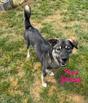 Mixed Breed Dogs Available for Adoption in Clarksville, Tennessee - Toni | PetCurious