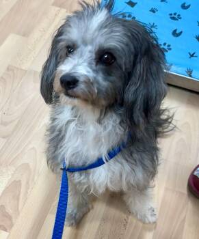 Havanese and Tibetan Terrier Dogs Available for Adoption - Skye | PetCurious