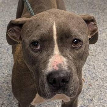 Sun -  American Staffordshire Terrier Dog for Adoption in Greenville, South Carolina - Sun | PetCurious