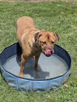 Leo -  Retriever and Mixed Breed Dog for Adoption in Conway, South Carolina - Leo | PetCurious