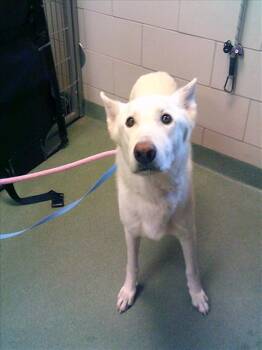 Rescue Mixed Breed Dogs for Adoption in Santa Fe, New Mexico - BOYD | PetCurious