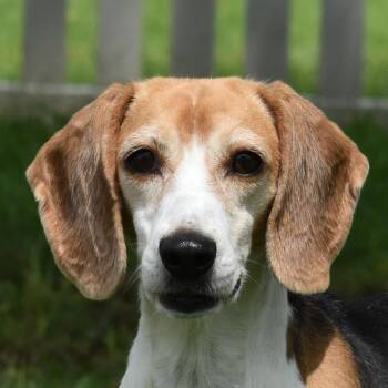 Rescue Beagle Dogs for Adoption in Auburn, Nebraska - Maxine | PetCurious