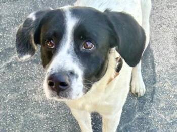 Cape Cod Todd -  Mixed Breed Dog for Adoption in Georgetown, Texas - Cape Cod Todd | PetCurious