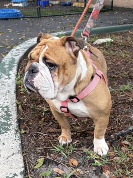 American Bulldog Dogs Available for Adoption - SUSHI | PetCurious