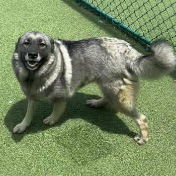 Astrid 2549 -  Norwegian Elkhound Dog for Adoption in Loxahatchee Groves, Florida - Astrid 2549 | PetCurious