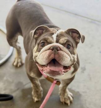 Dolly -  English Bulldog Dog for Adoption in Las Vegas, Nevada - Dolly | PetCurious