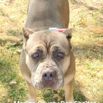 Rescue Cane Corso Dogs for Adoption in Medina, Ohio - Athena | PetCurious