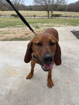 Rescue Coonhound Dogs for Adoption in Republic, Missouri - Farmer | PetCurious
