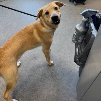 111620 -  Mixed Breed Dog for Adoption in Las Cruces, New Mexico - 111620 | PetCurious