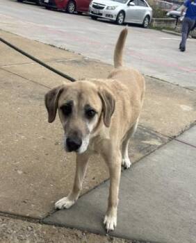 Mixed Breed Dogs Available for Adoption in Dallas, Texas - DUKE | PetCurious