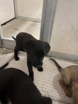 Labrador Retriever and Mixed Breed Dogs Available for Adoption in Stockton, California - A374183 | PetCurious